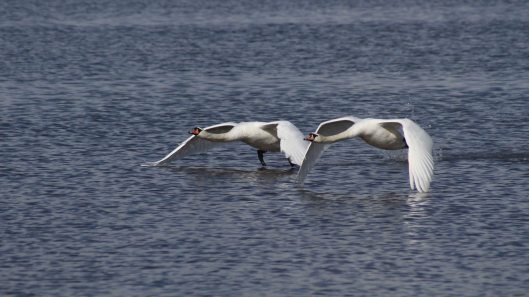 180324 swans in flight (2)