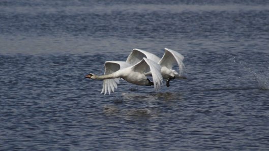 180324 swans in flight (3)