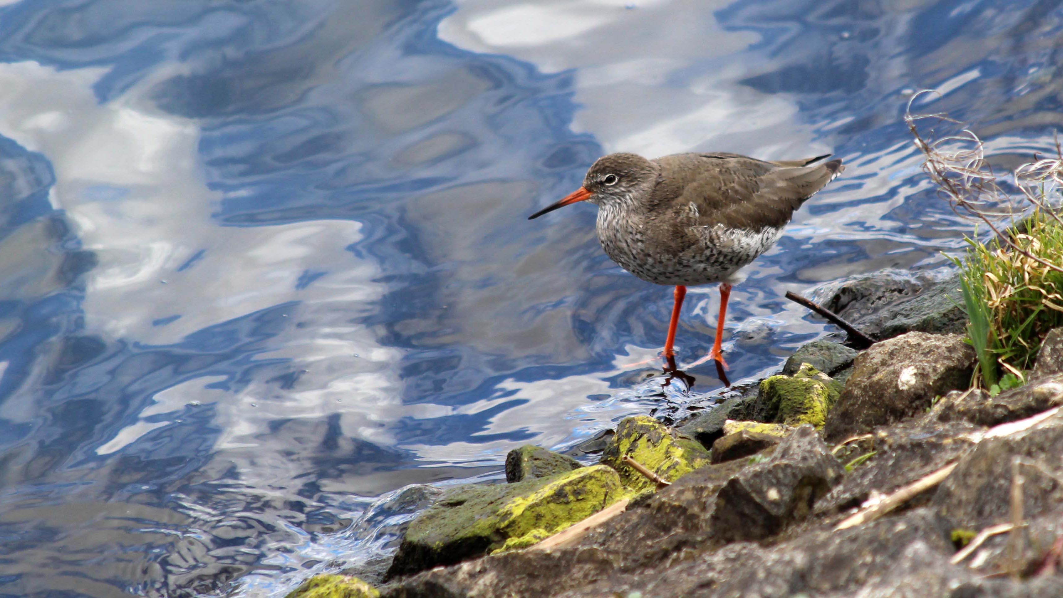 180331 23 redshank