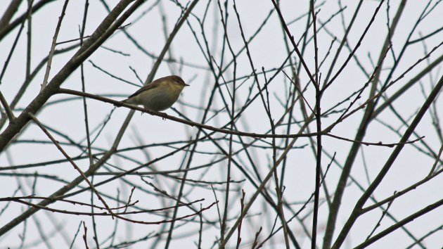 109 willow warbler