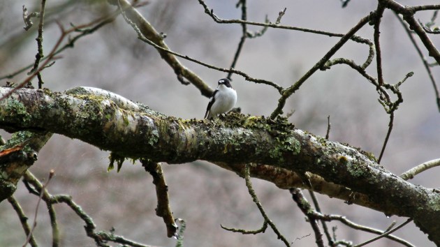 116 Pied flycatcher male