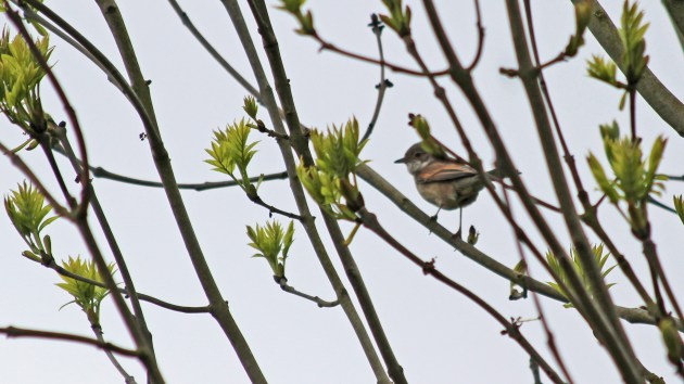 122 common whitethroat