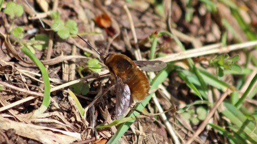 180407 bee-flies (7)