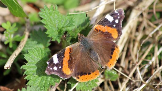 180408 Red admiral