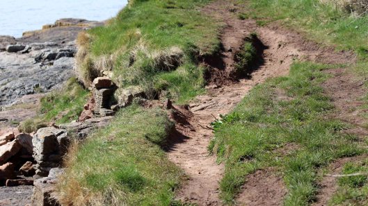 180408 Yellow-legged mining bee (1)