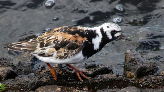 180411d Turnstone in August