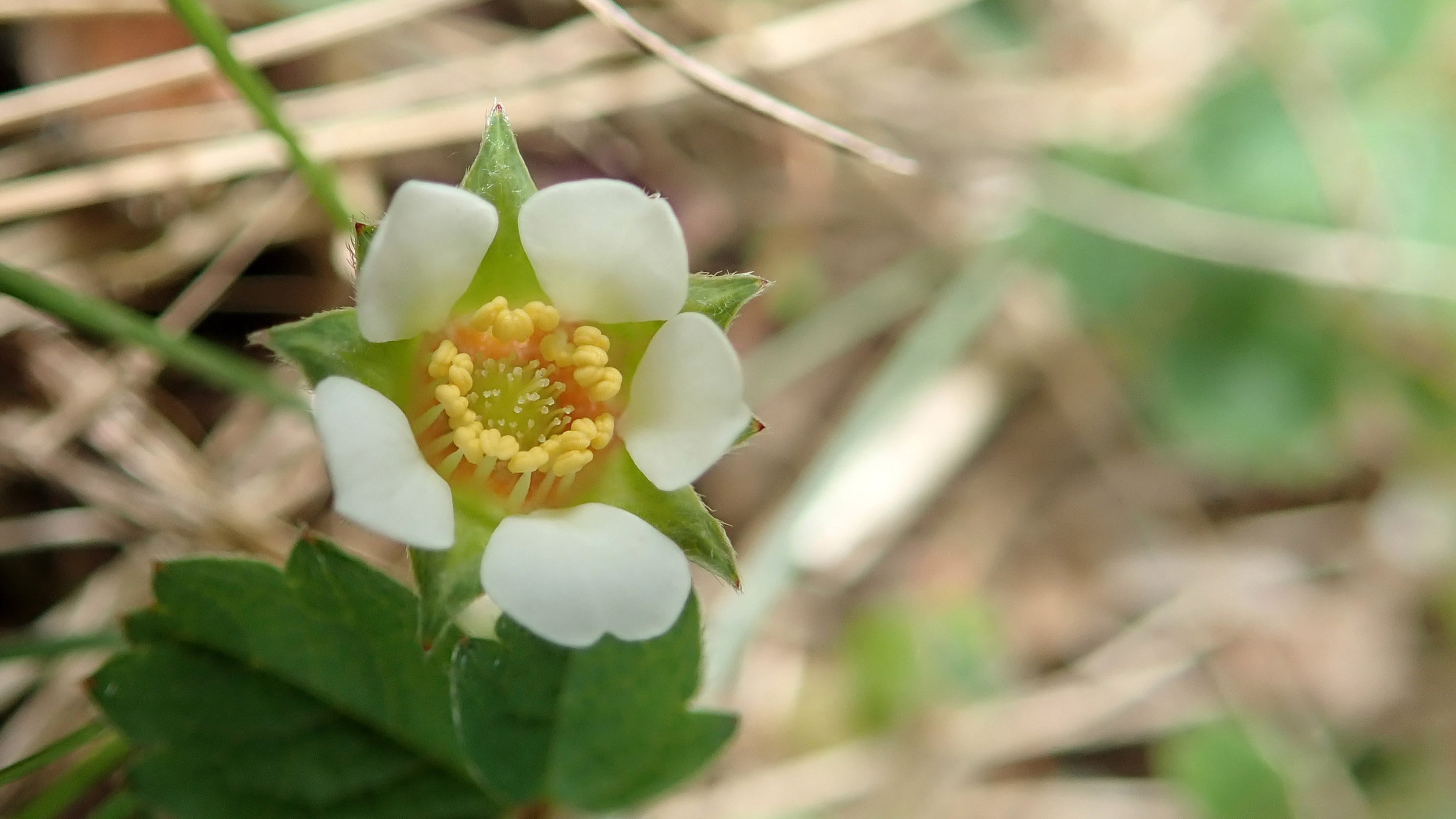 Barren strawberry