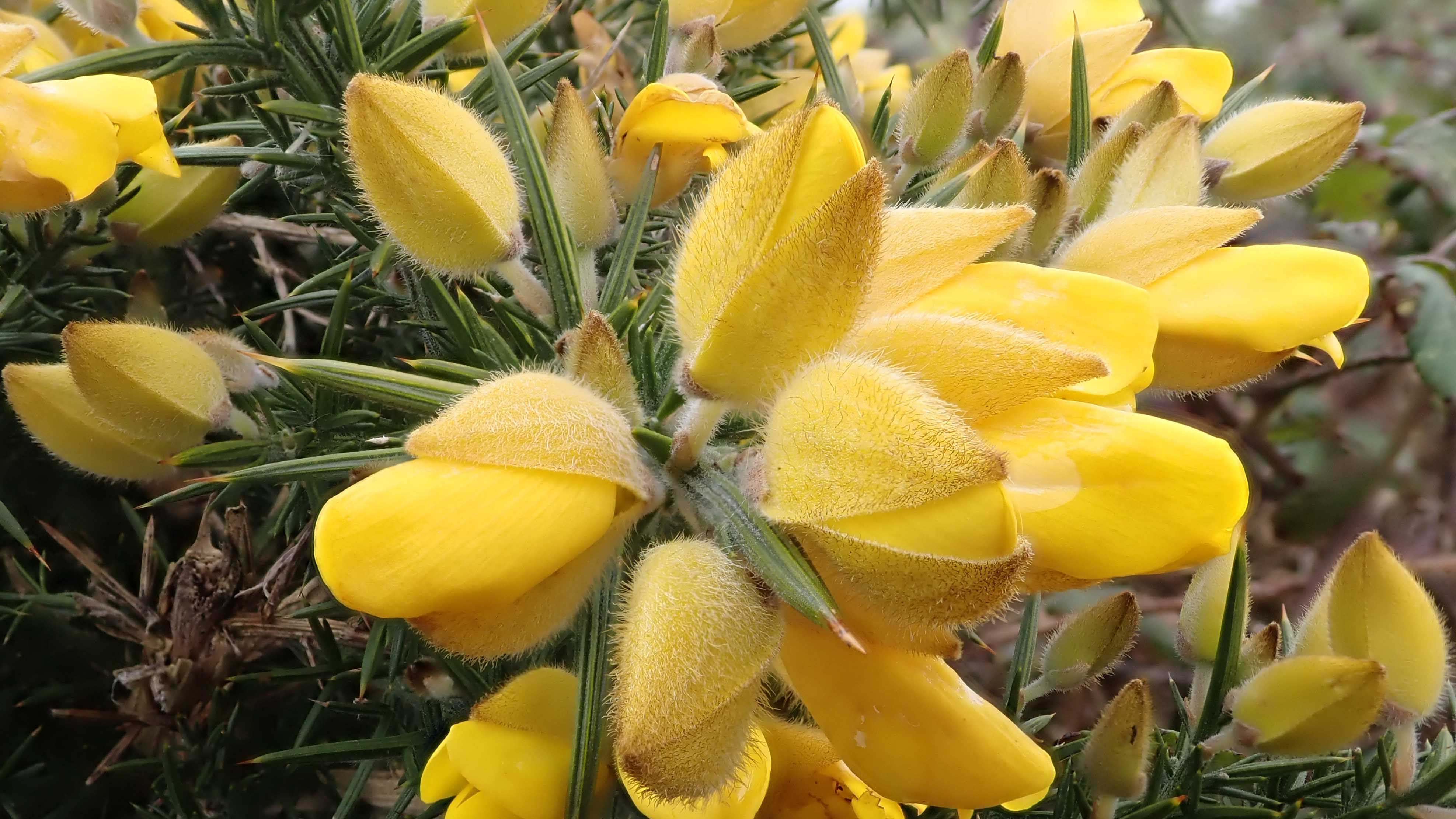 Gorse