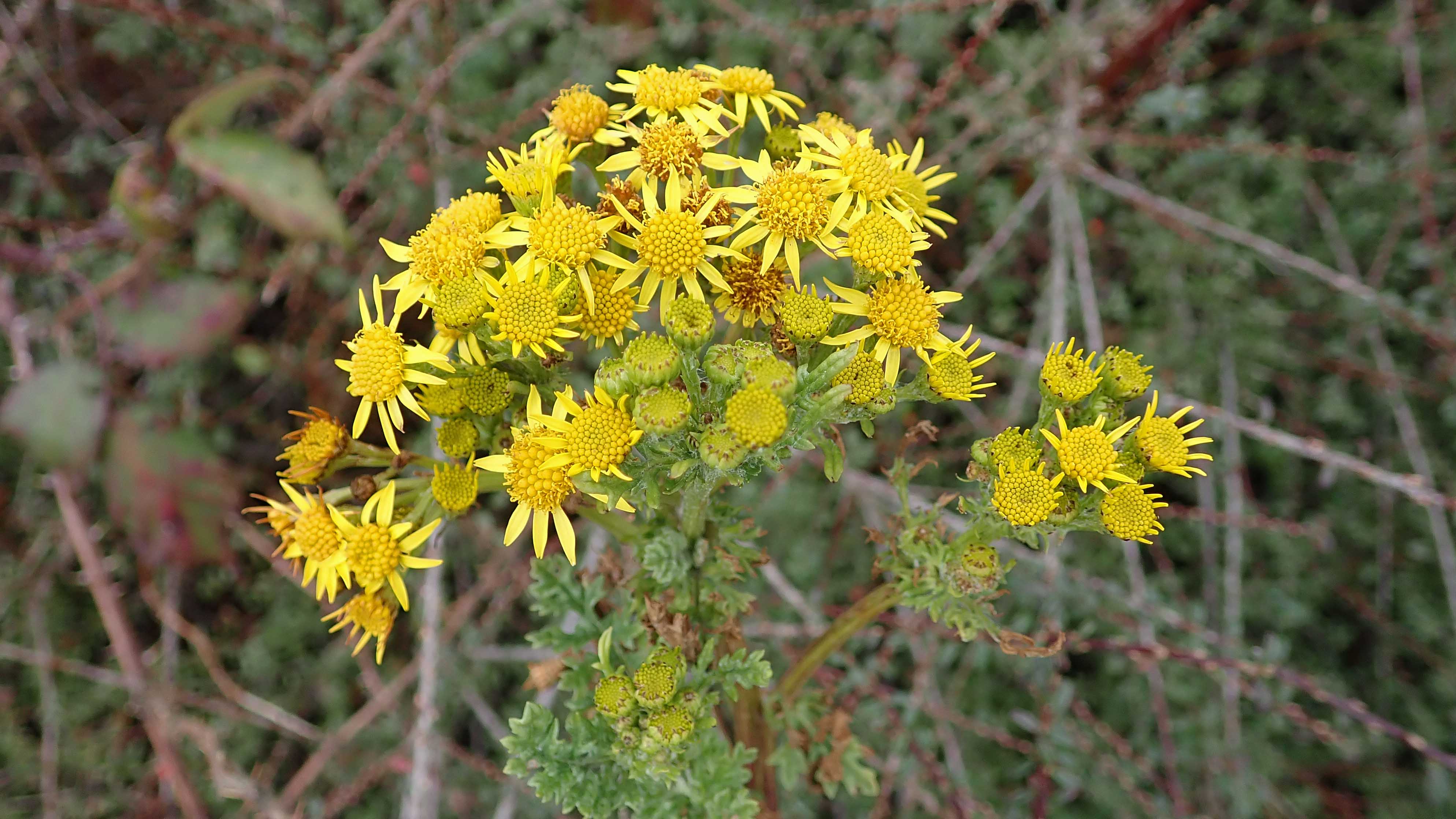 Common ragwort