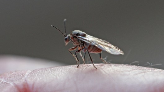 180414 Andricus kollari (3)