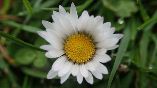 180415 Daisy Bellis perennis