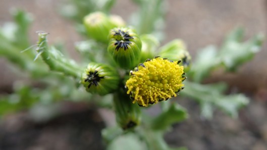 180415 Groundsel Senecio vulgaris