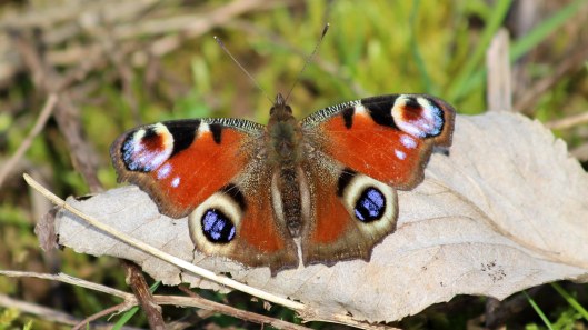 180416 3 Peacock