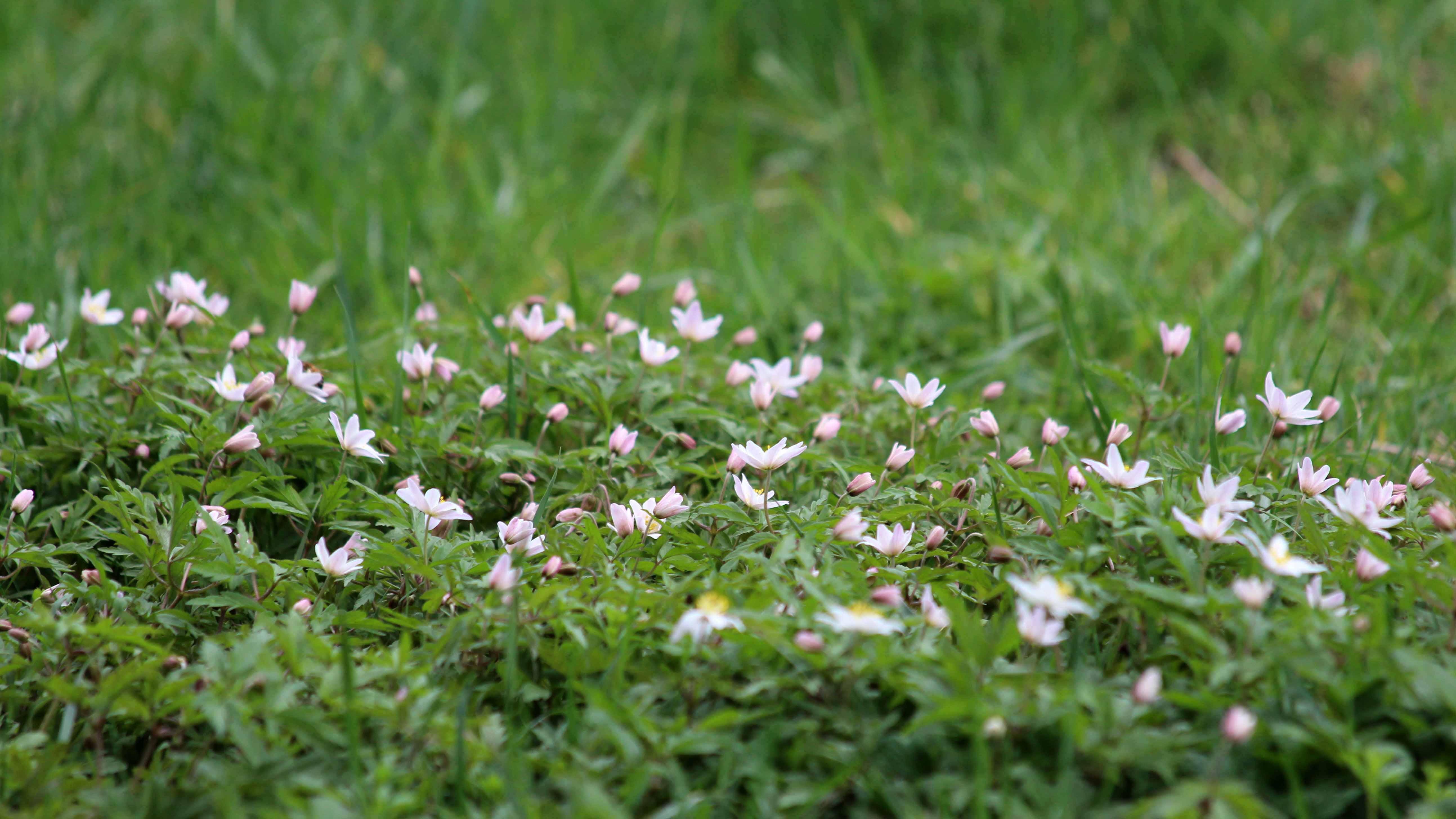 180420 wood anemone (1)