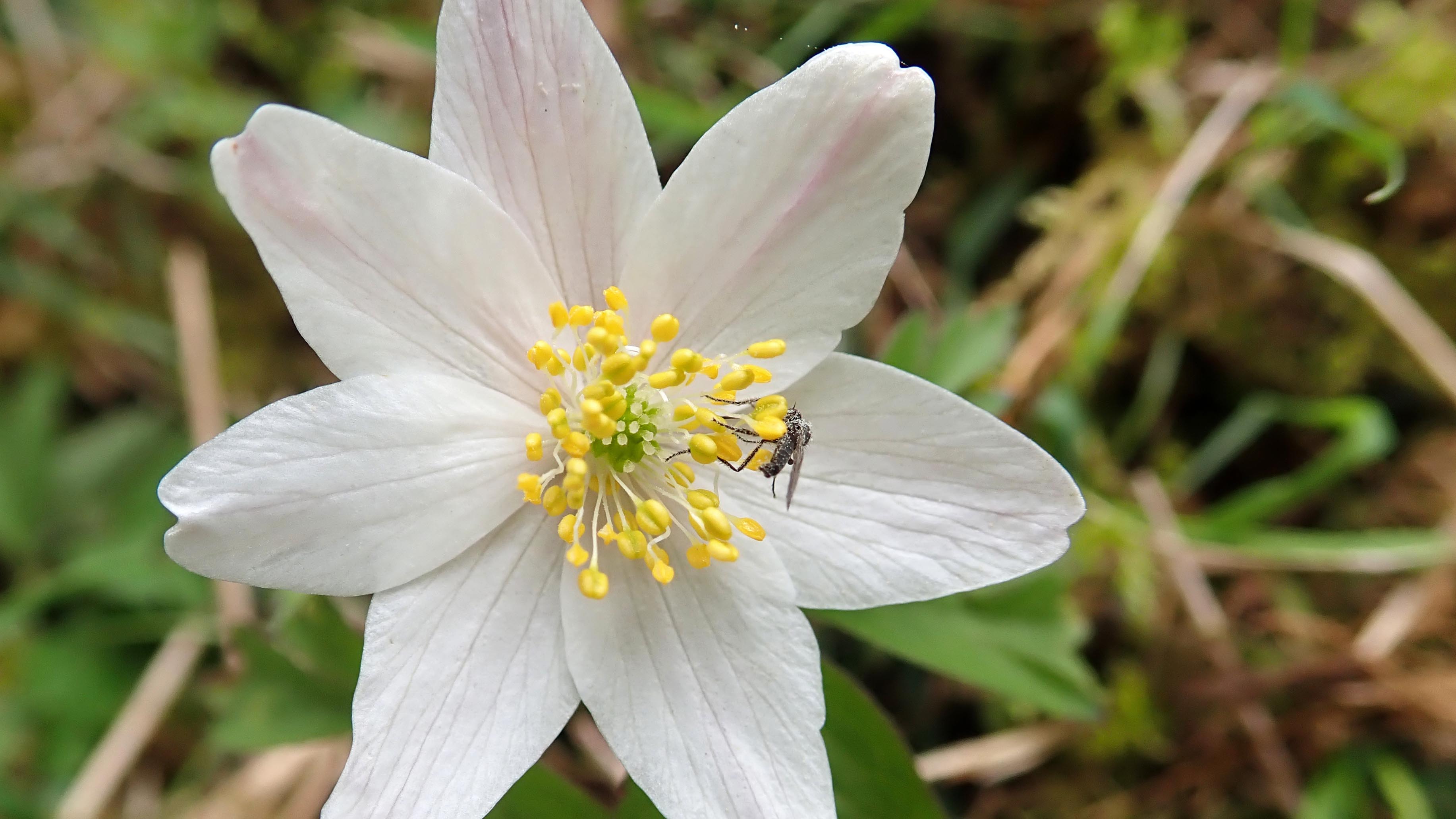 180420 wood anemone (2)