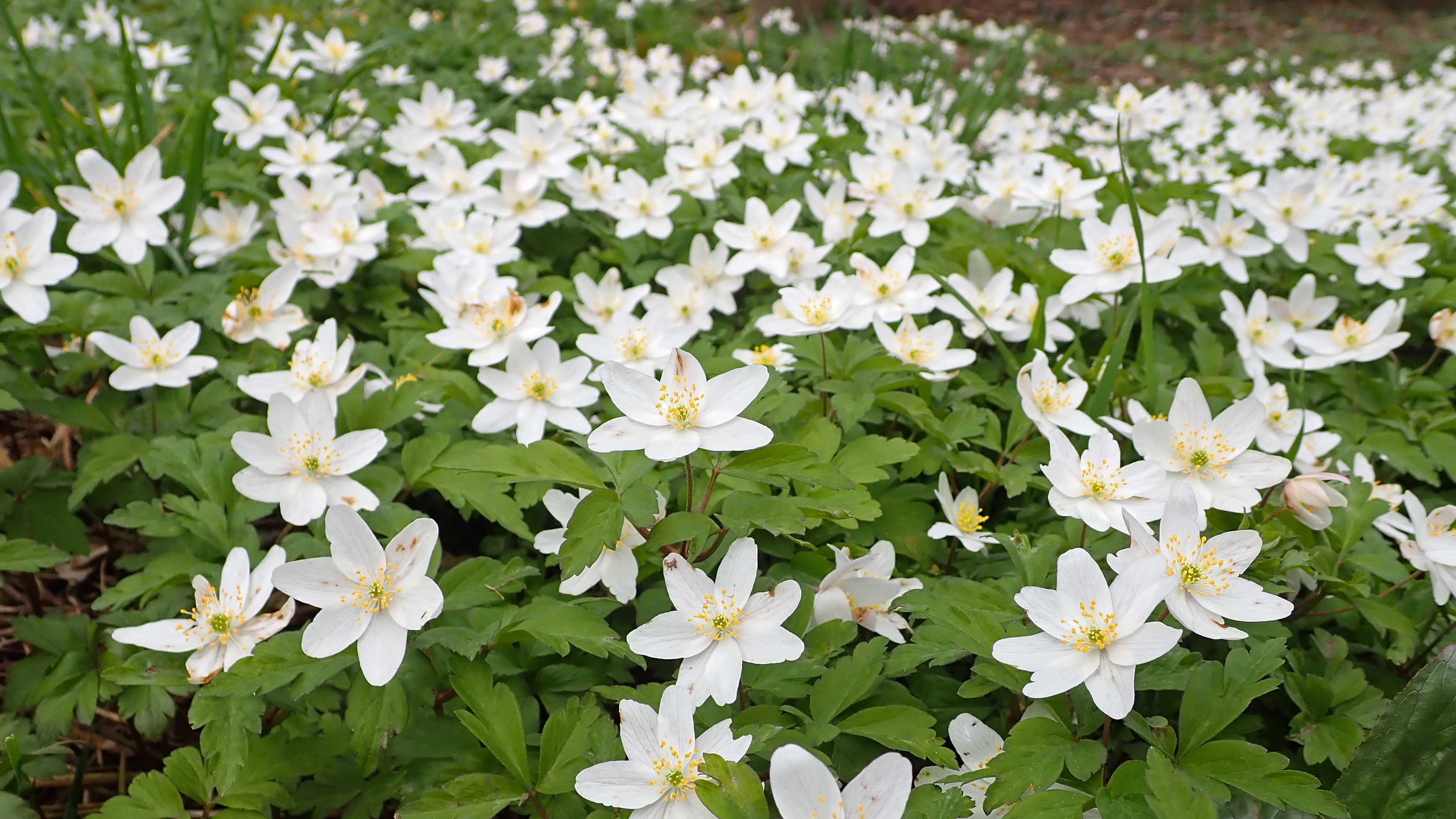 180420 wood anemone (3)