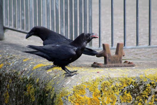 180424 raven (1)