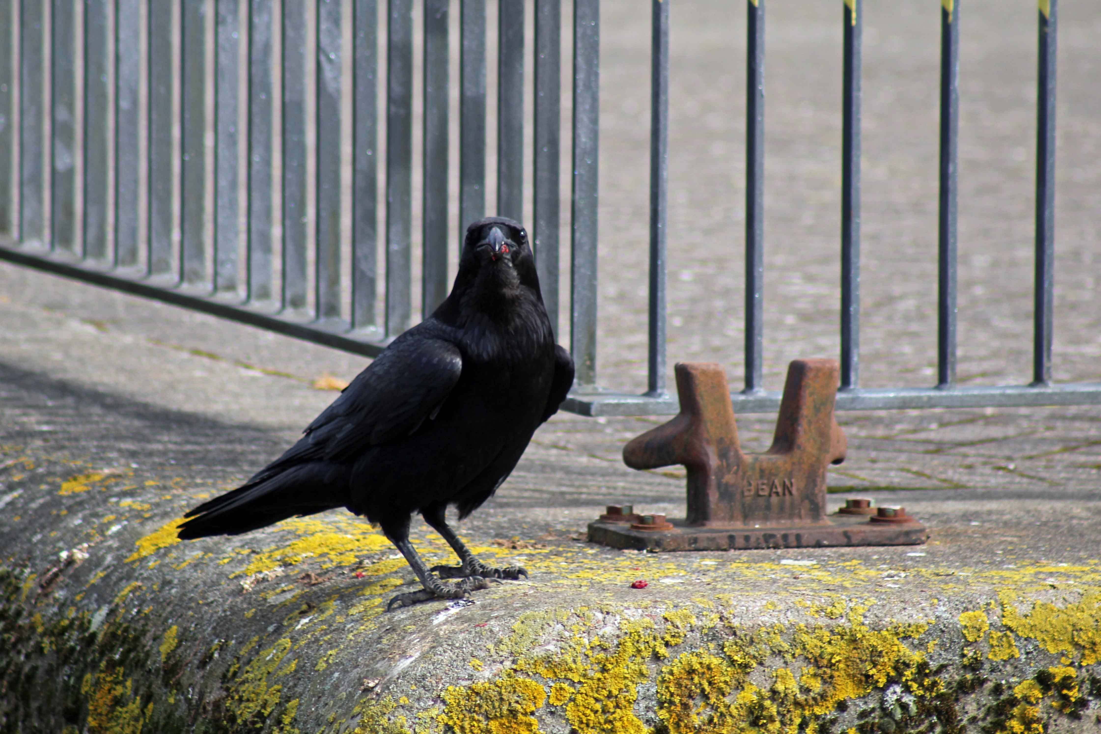 Raven Ras An unkindness of Ravens? | earthstar