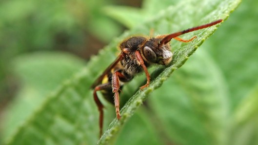 180426 Nomada marshamella or goodeniana (2)