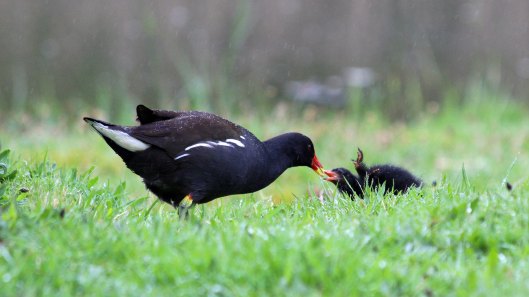 180427 Moorhen chicks (2)