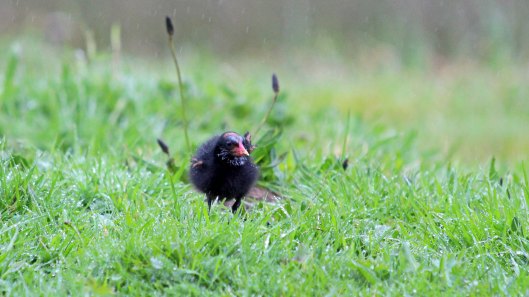180427 Moorhen chicks (3)