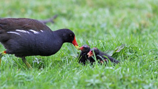 180427 Moorhen chicks (4)