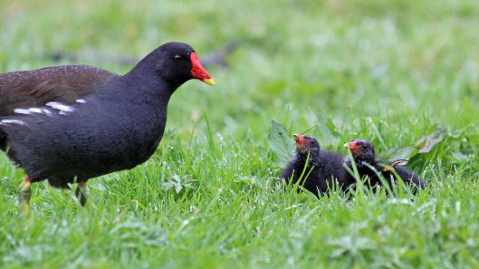 180427 Moorhen chicks (5)