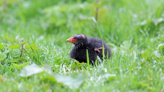 180427 Moorhen chicks (7)