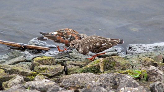 180501 turnstones (1)
