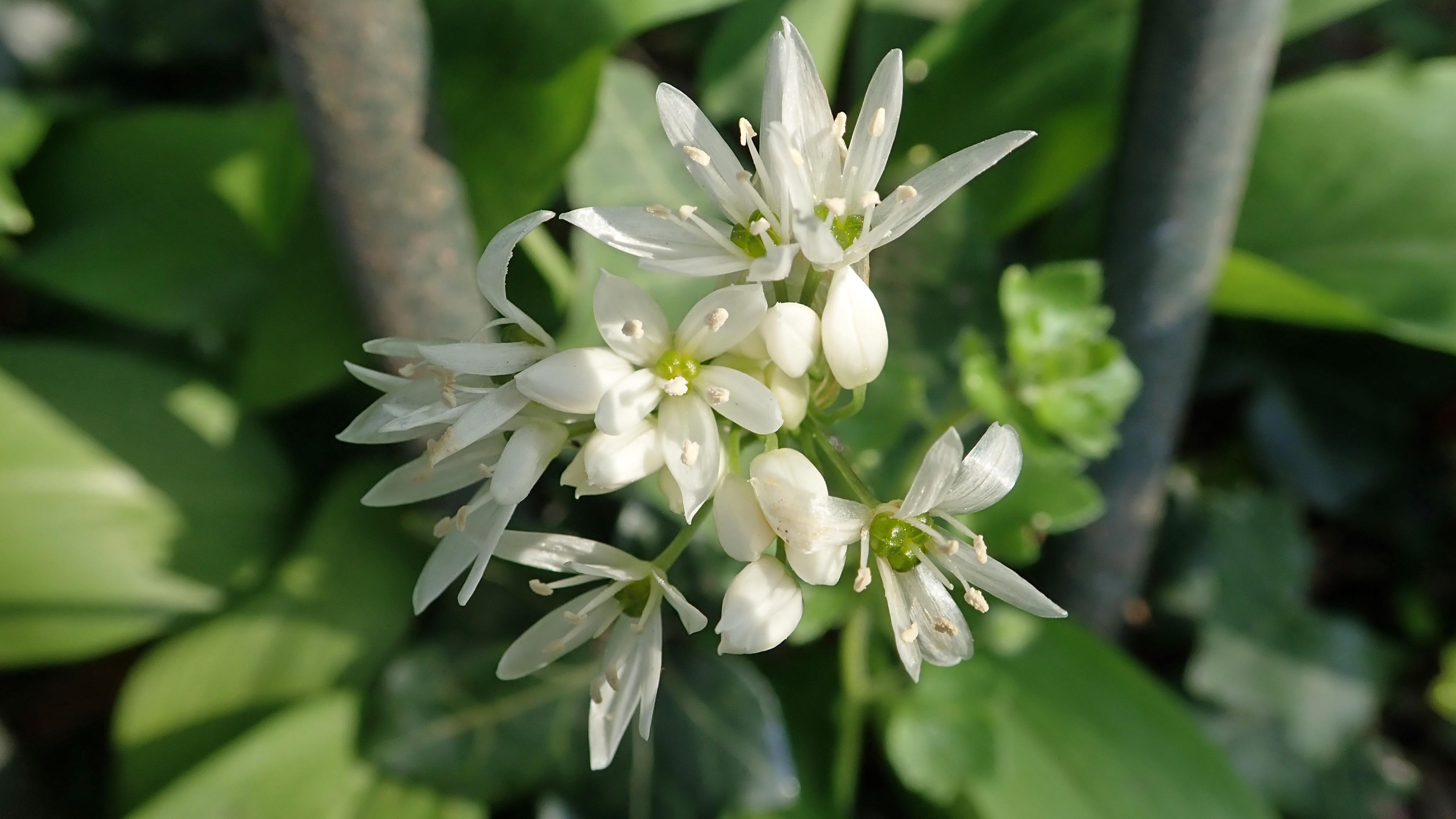 180504 10 wild garlic