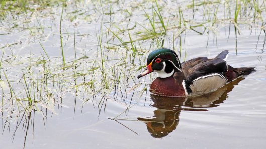 133 wood duck