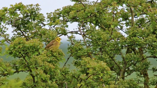 yellowhammer