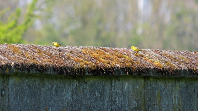 138 yellow wagtail