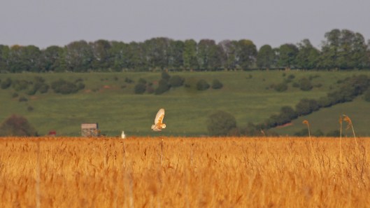 139 barn owl