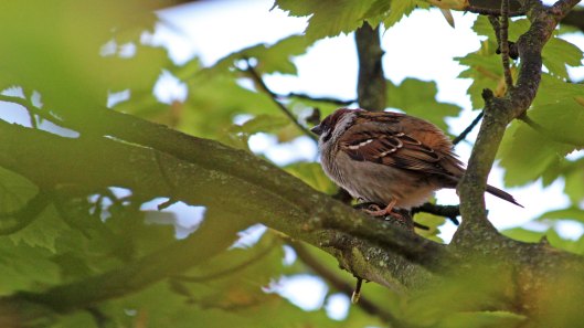 147 tree sparrow