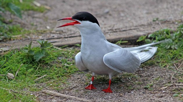 156 Common tern