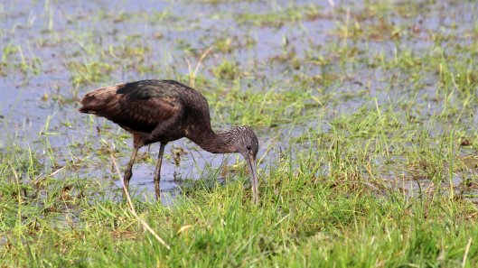 164 glossy ibis