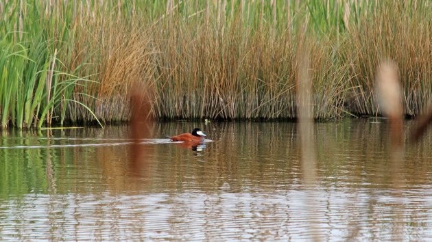 174 Ruddy duck