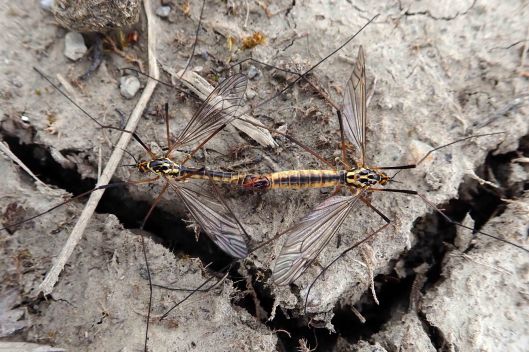 180510 Nephrotoma appendiculata