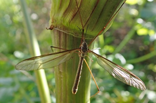 180510 Tipula oleracea