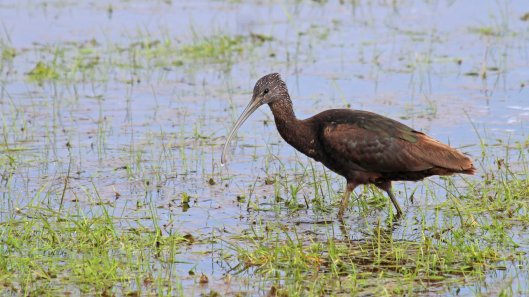 180512 glossy ibis (1)