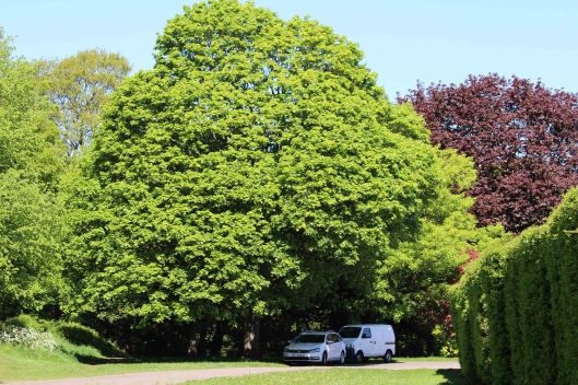 180514 Acer pictum (1)