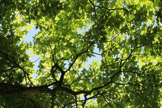 180514 Acer pictum (2)