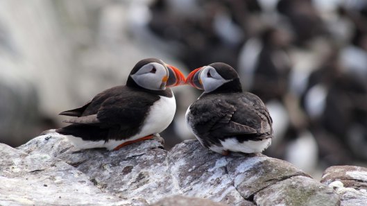 180515 puffins in love