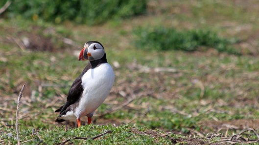 180515 puffins protecting their burrows (2)