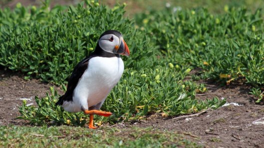 180515 puffins protecting their burrows (3)