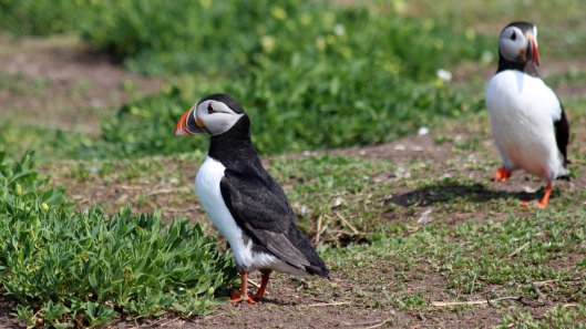 180515 puffins protecting their burrows (4)