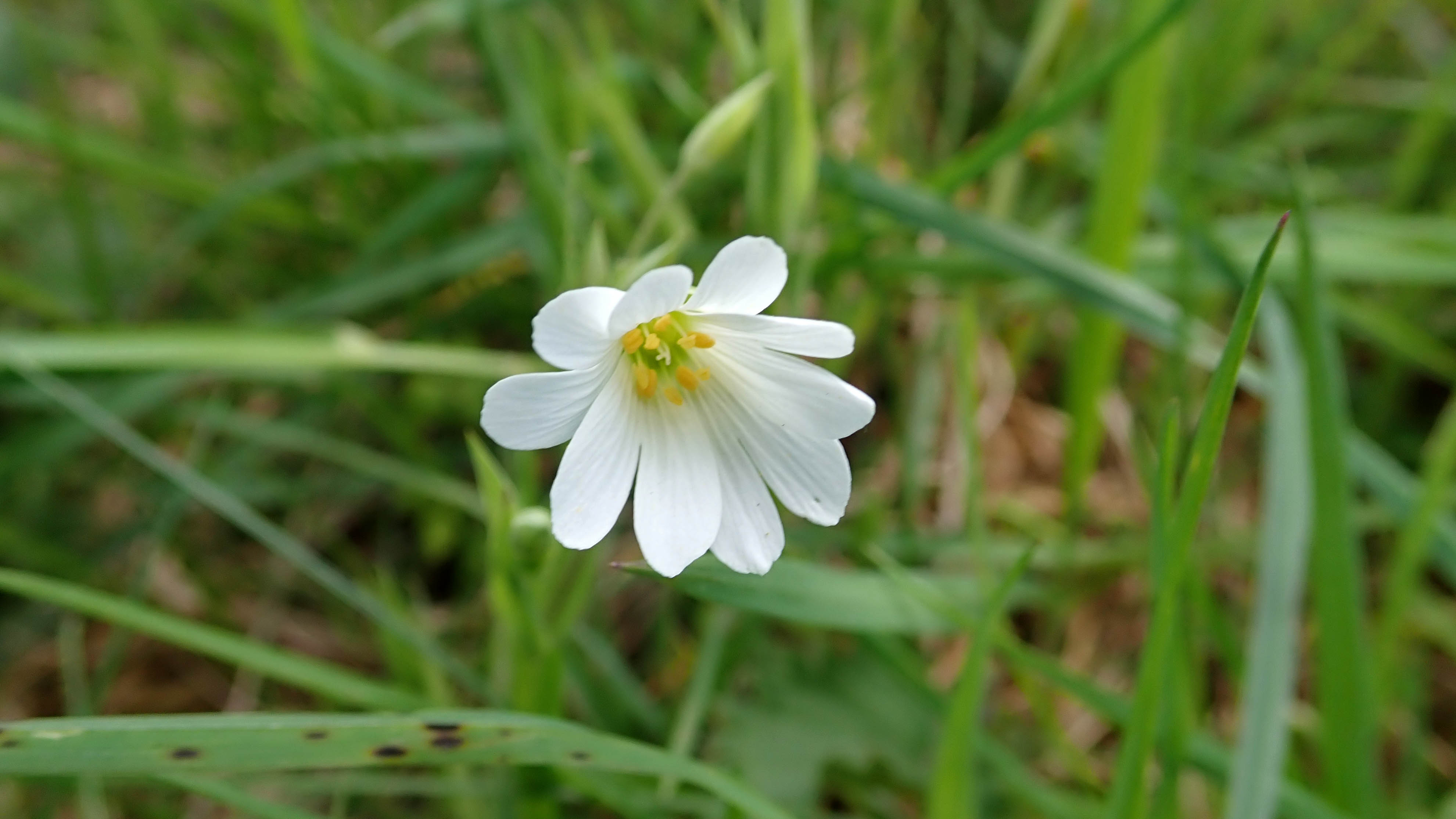 180517 Greater stitchwort