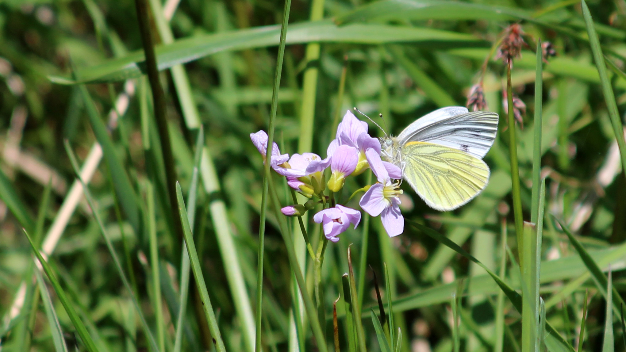180517 Green-veined white
