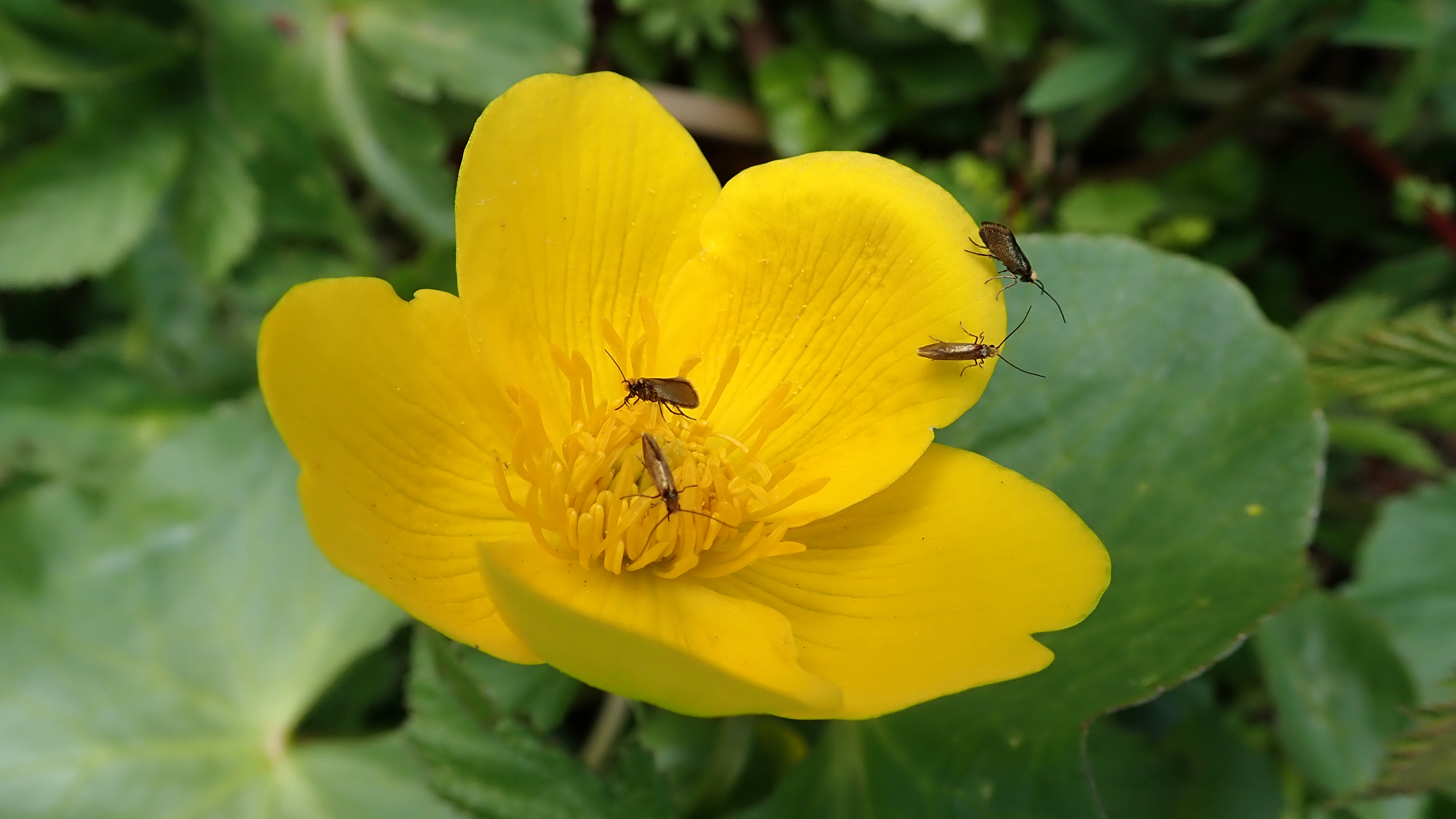 180517 Marsh marigold and Micropterix calthella